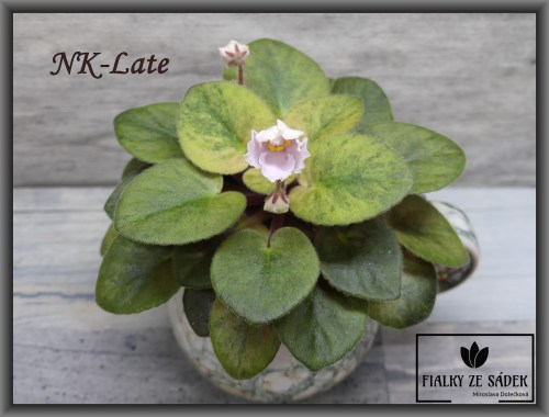 NK-Late